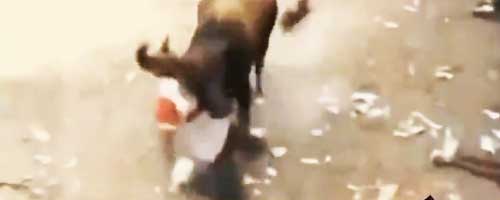 Byk atakuje mężczyznę