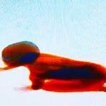 Dzieciak przejeżdża przez skaner rentgenowski na lotnisku.