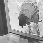 Średnio rozgarnięty złodziej, forsuje szklane drzwi.