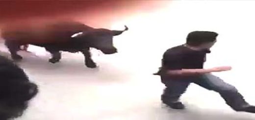 Byk zabija mężczyznę