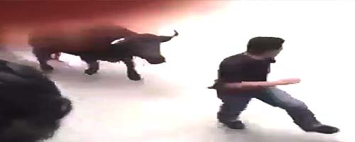 Byk zabija mężczyznę