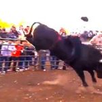 Nieokiełznany byk i ludziki.